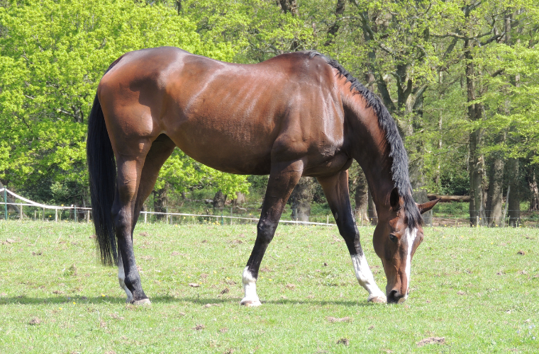 cheval pur sang mue